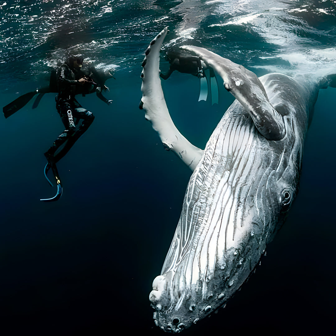 Tonga Humpback Whale Dive Trip Freediving Central