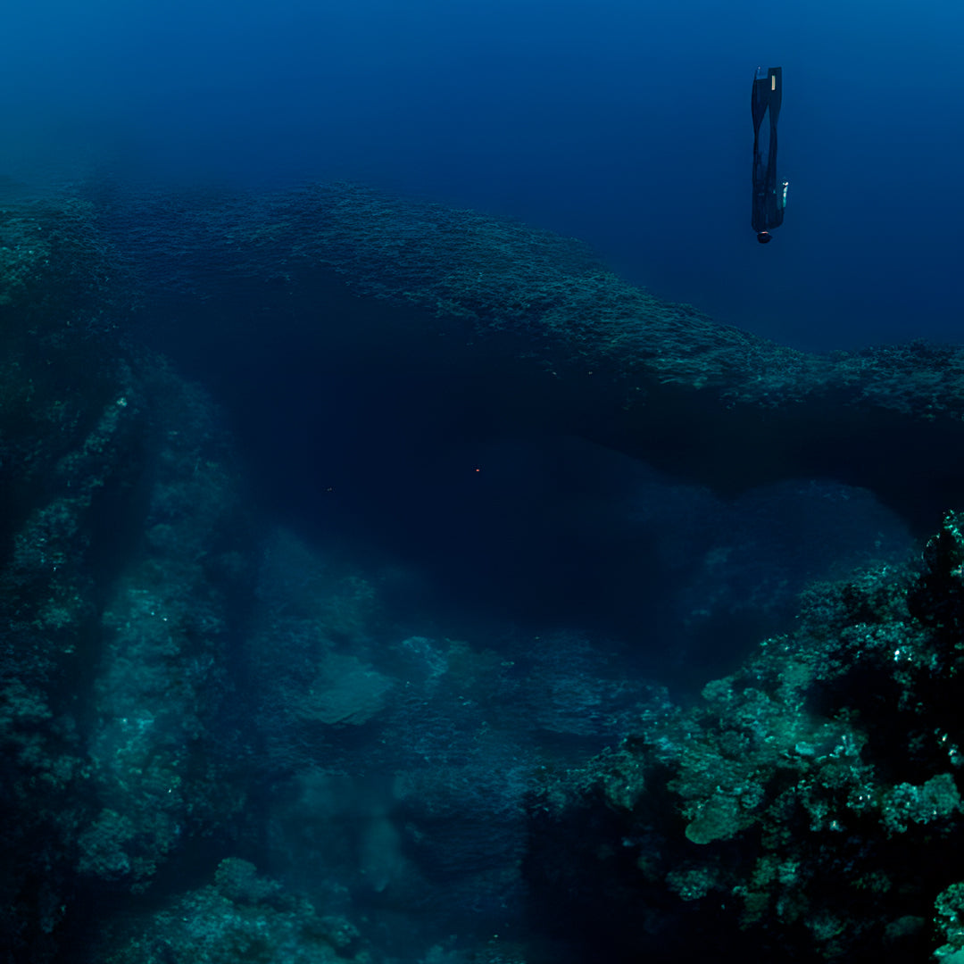 Tonga Humpback Whale Dive Trip Freediving Central