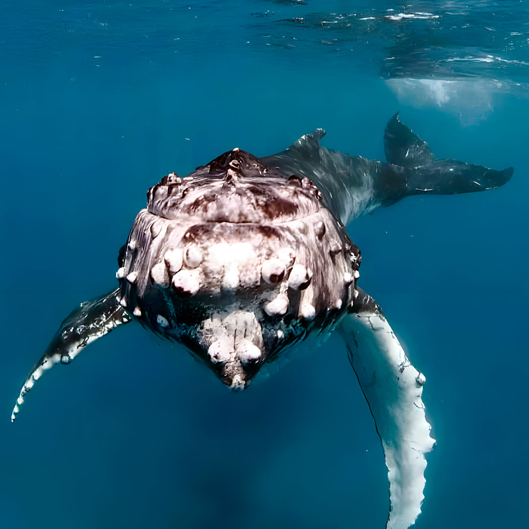 Tonga Humpback Whale Dive Trip Freediving Central
