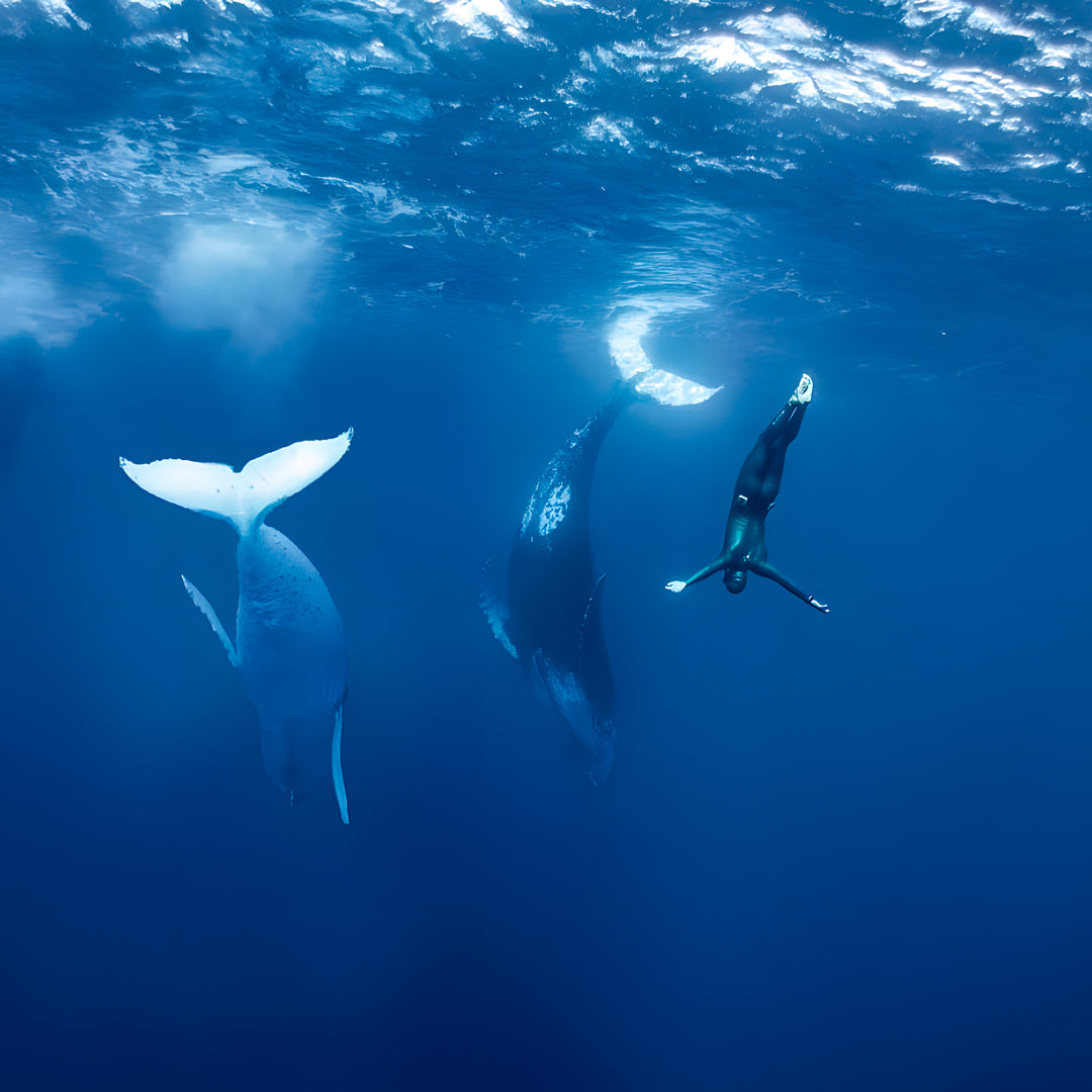 Tonga Humpback Whale Dive Trip Freediving Central