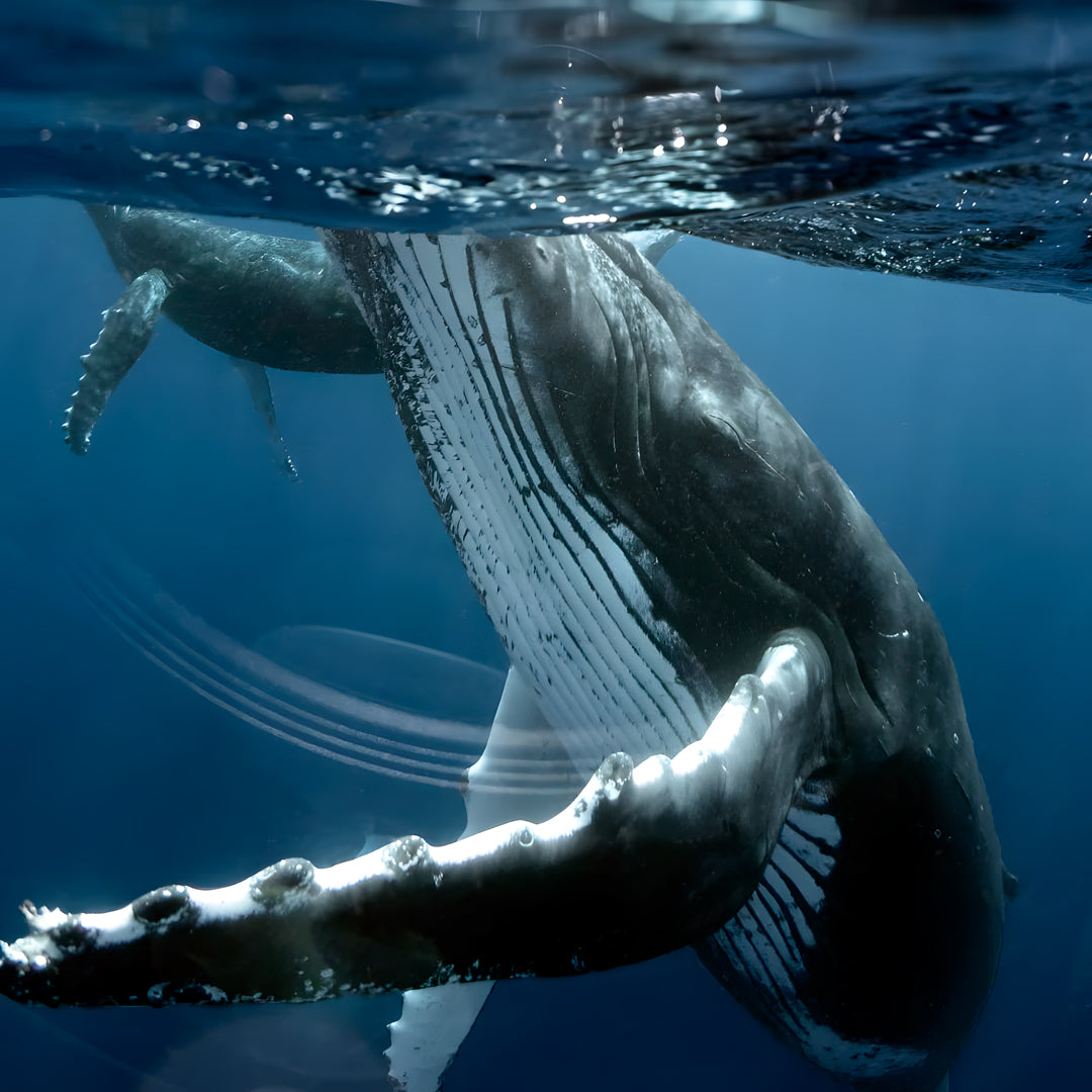 Tonga Humpback Whale Dive Trip Freediving Central