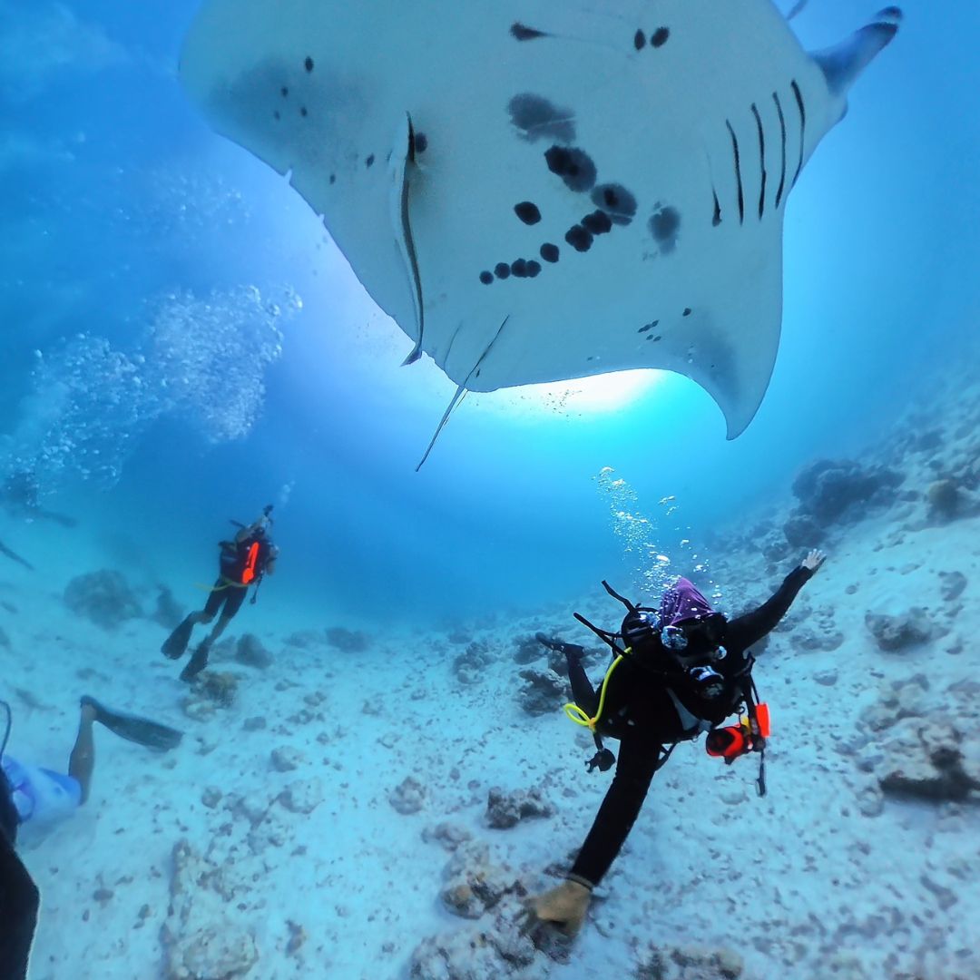 PADI Open Water Diver Course