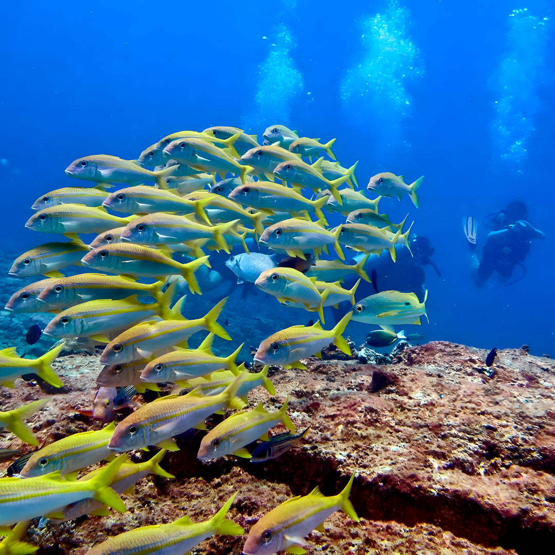 Gili Islands PADI Scuba Diver Course