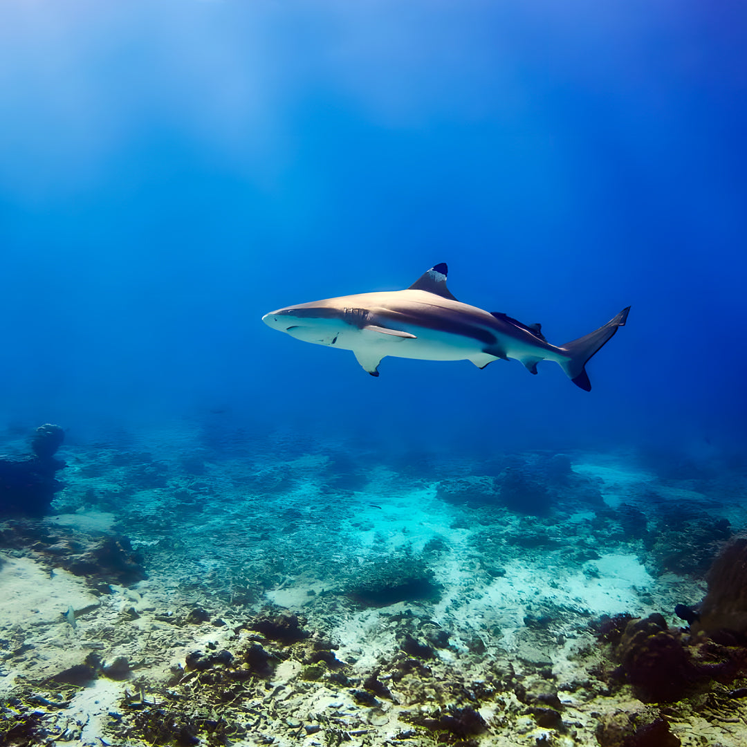 PADI Project AWARE Shark Conservation Specialty