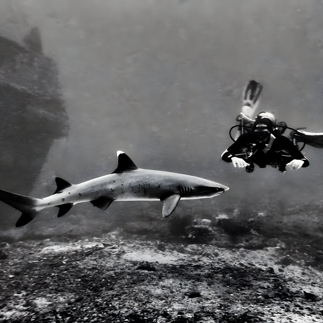 PADI Project AWARE Shark Conservation Specialty