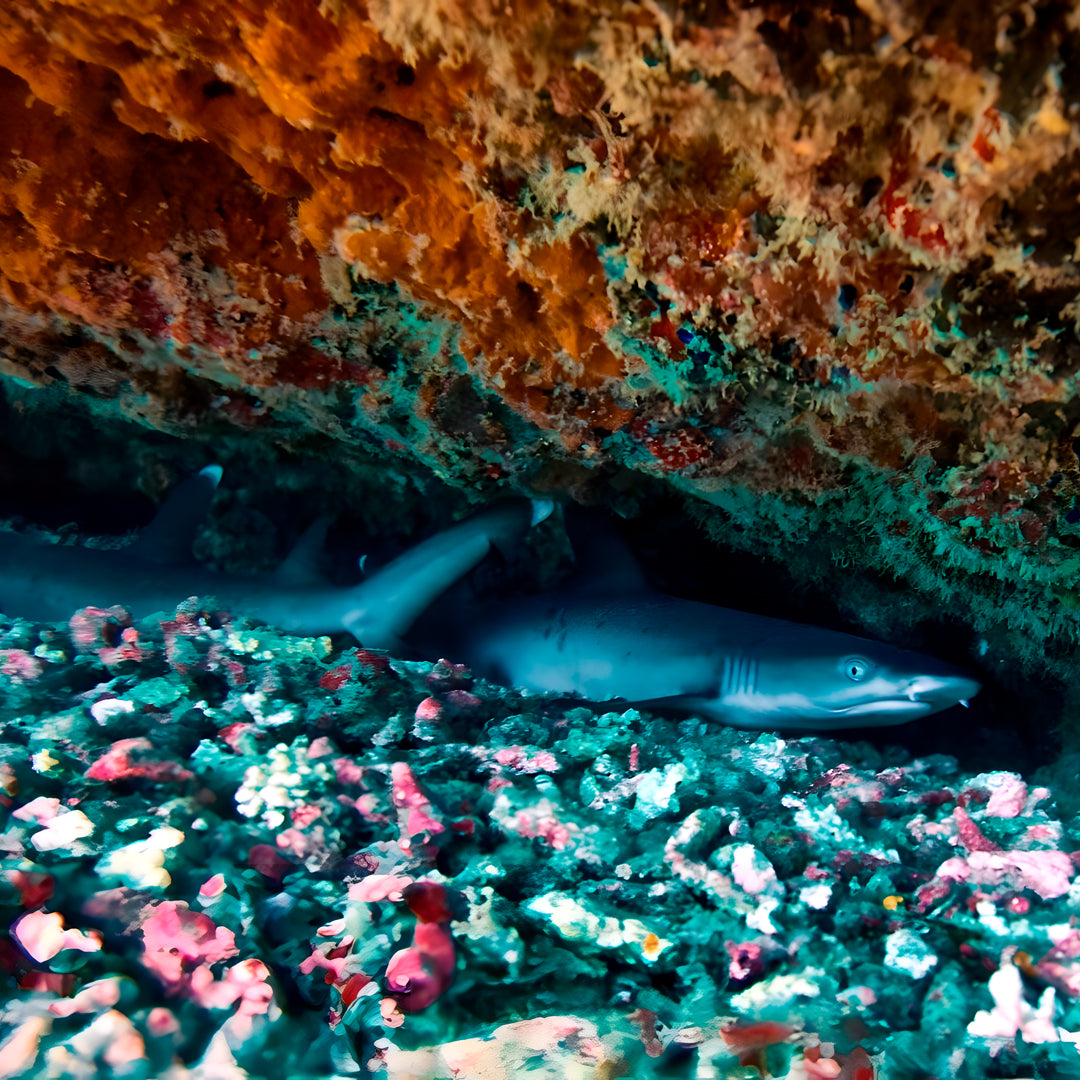 PADI Project AWARE Shark Conservation Specialty