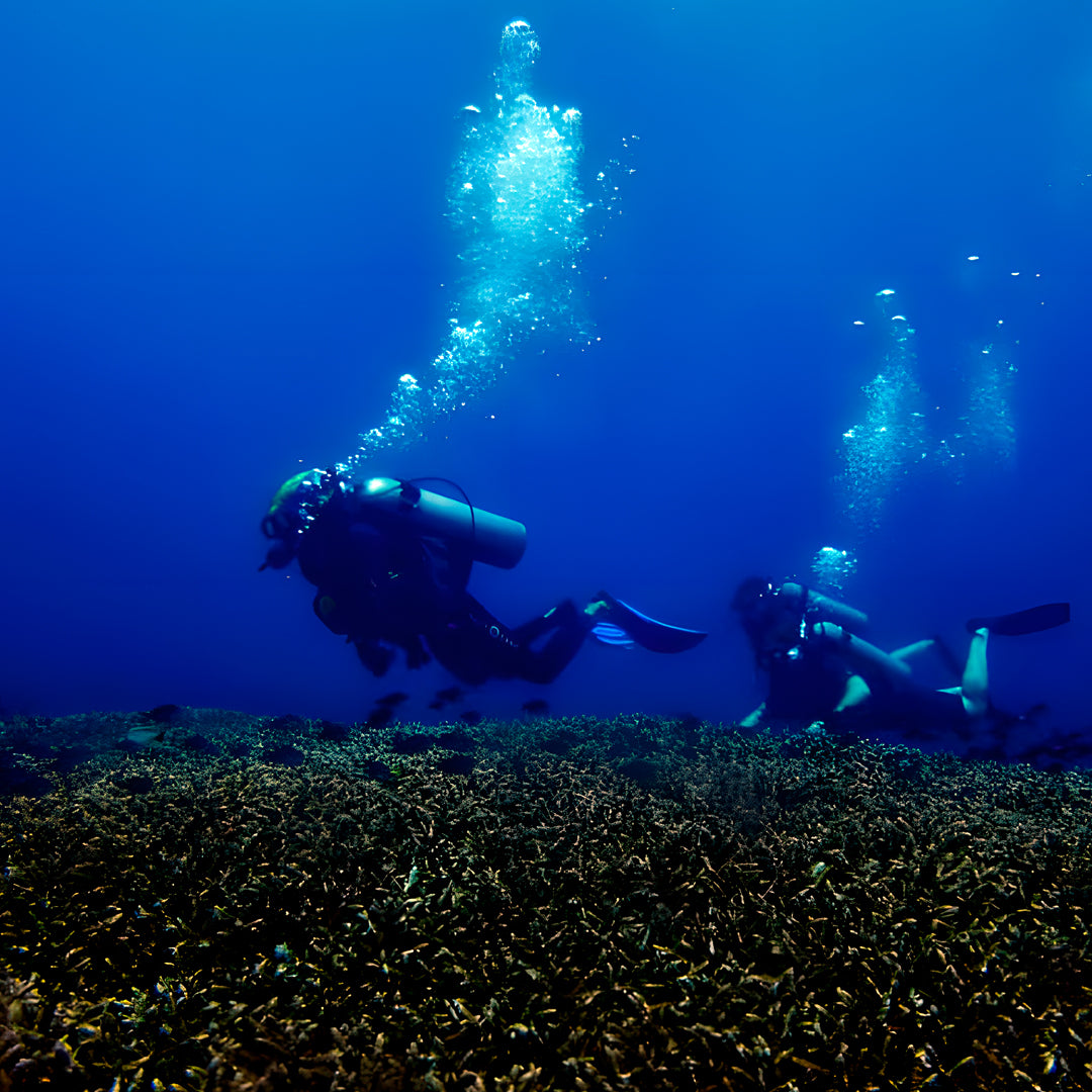 Gili Islands Guided Boat Fun Dives