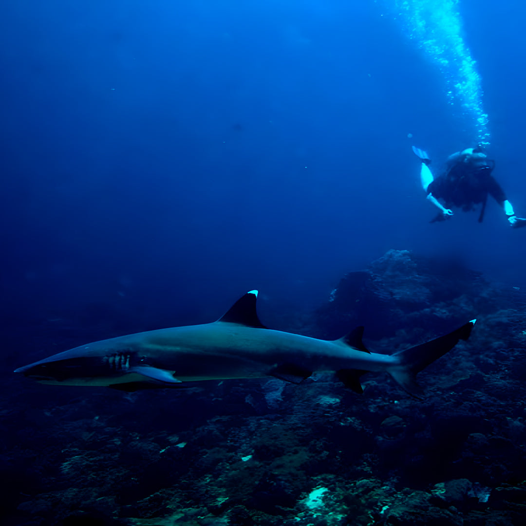 PADI Project AWARE Shark Conservation Specialty