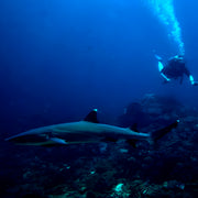 PADI Project AWARE Shark Conservation Specialty