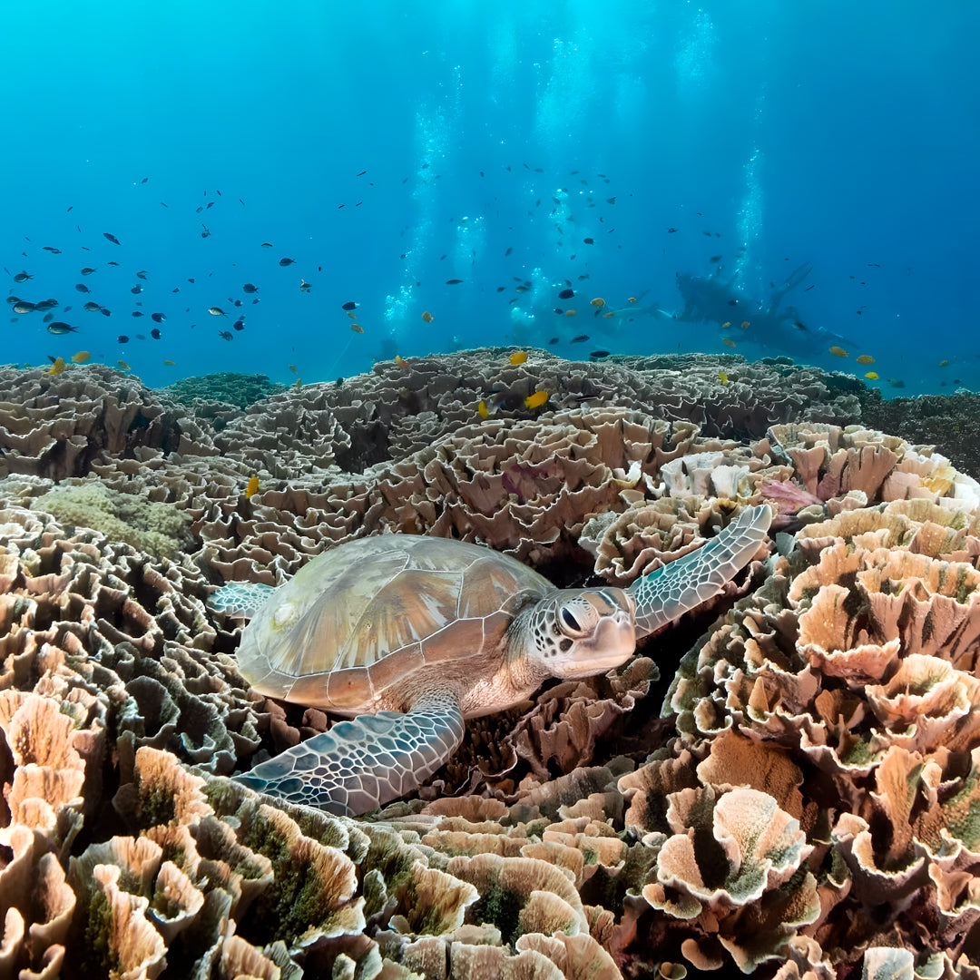 PADI Drift Diver Specialty Course