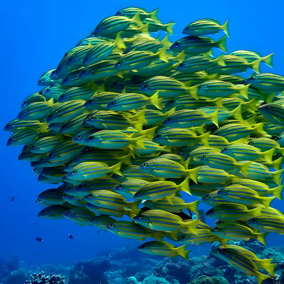 PADI Project AWARE Shark Conservation Specialty