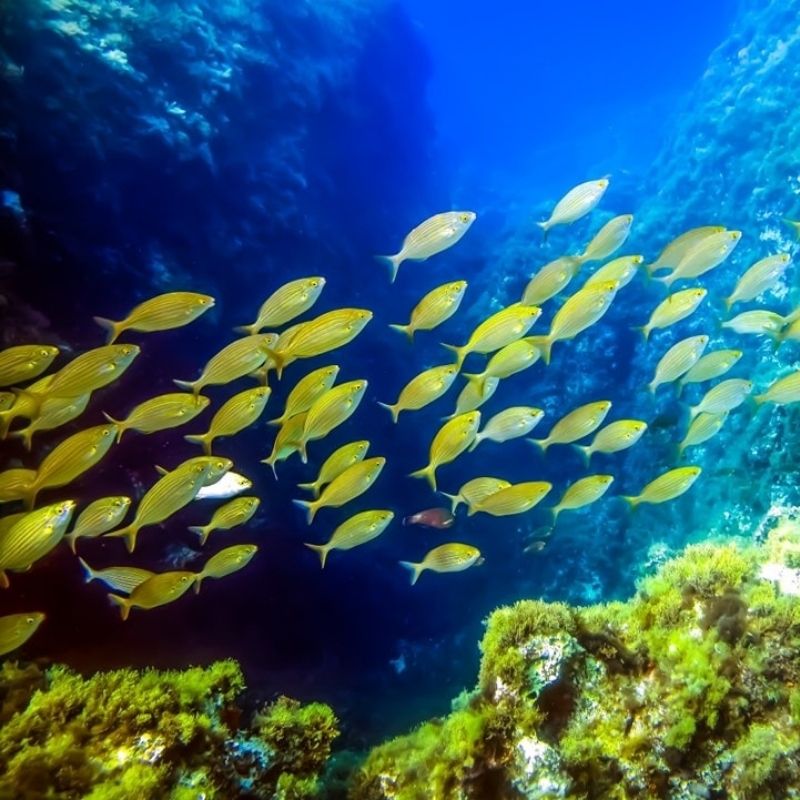Discover Scuba Diving