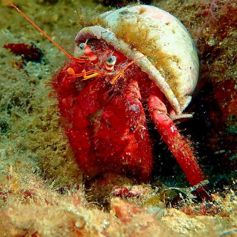 Discover Scuba Diving