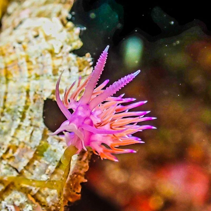 Discover Scuba Diving