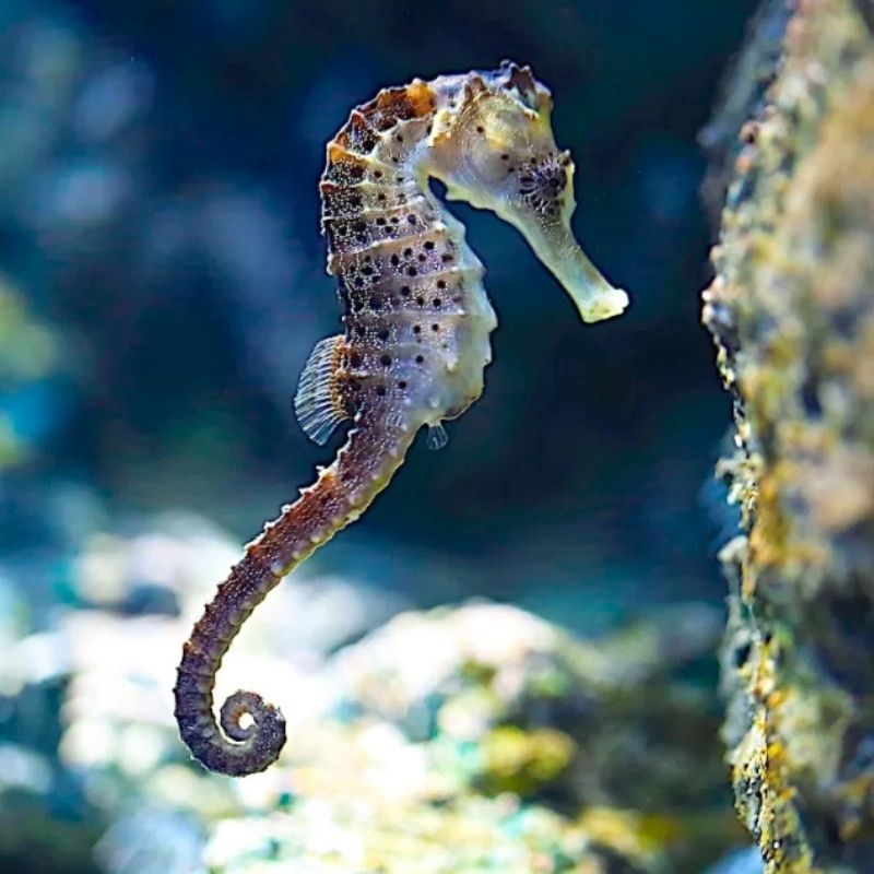 Discover Scuba Diving