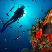 Discover Scuba Diving