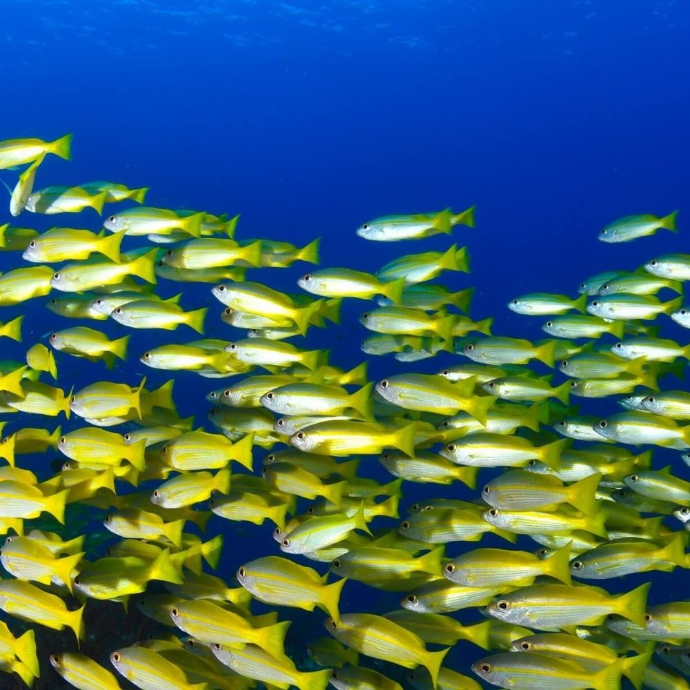 Paliouri Snorkeling Fun Dive