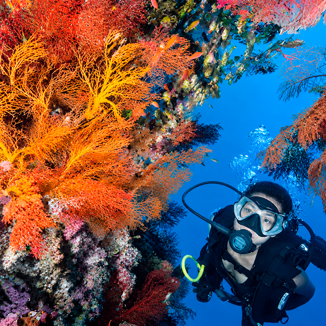 The Best of Thailand Scuba Diving Liveaboard
