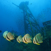 Discover Freediving Course