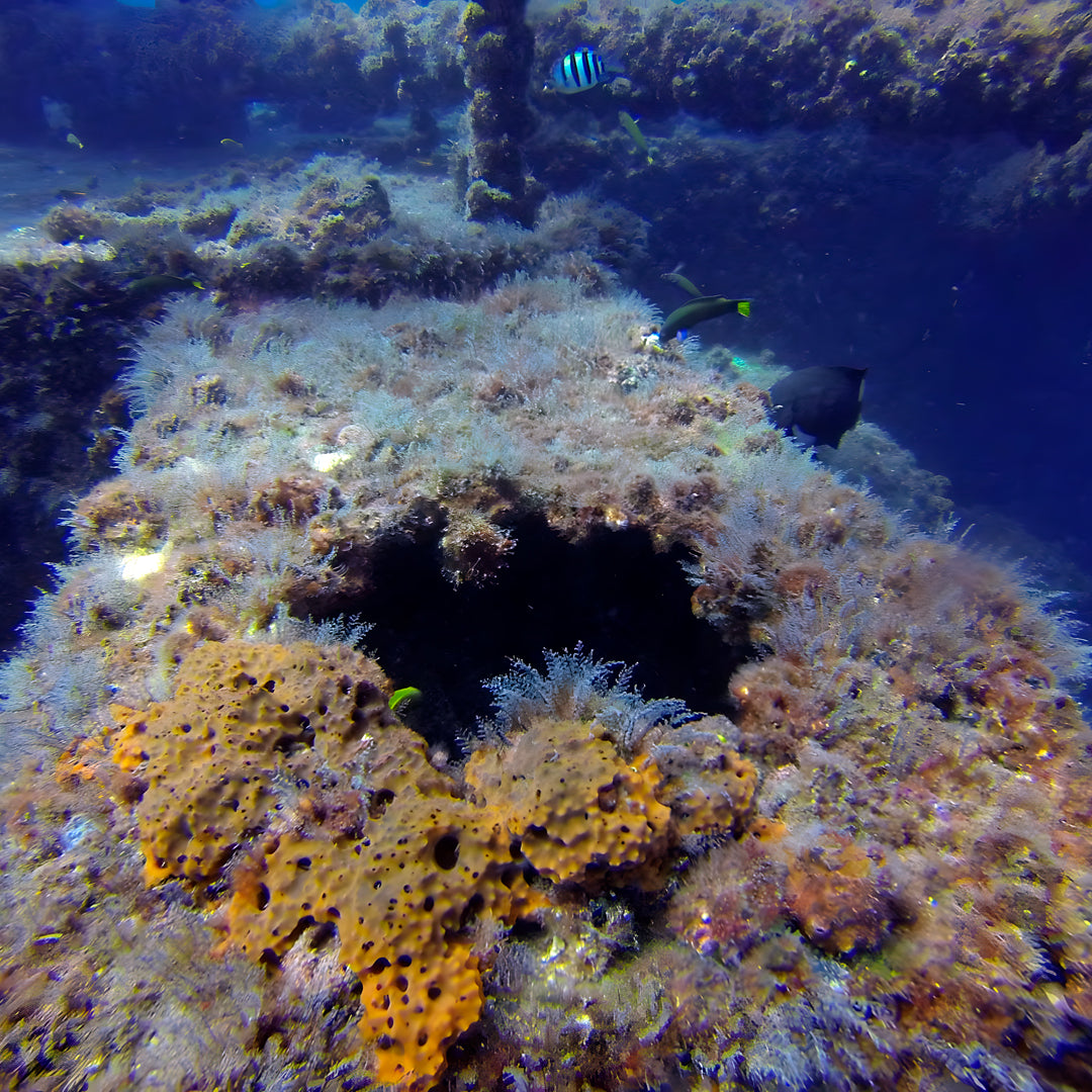 Queensland Search & Recovery Scuba Diver Course