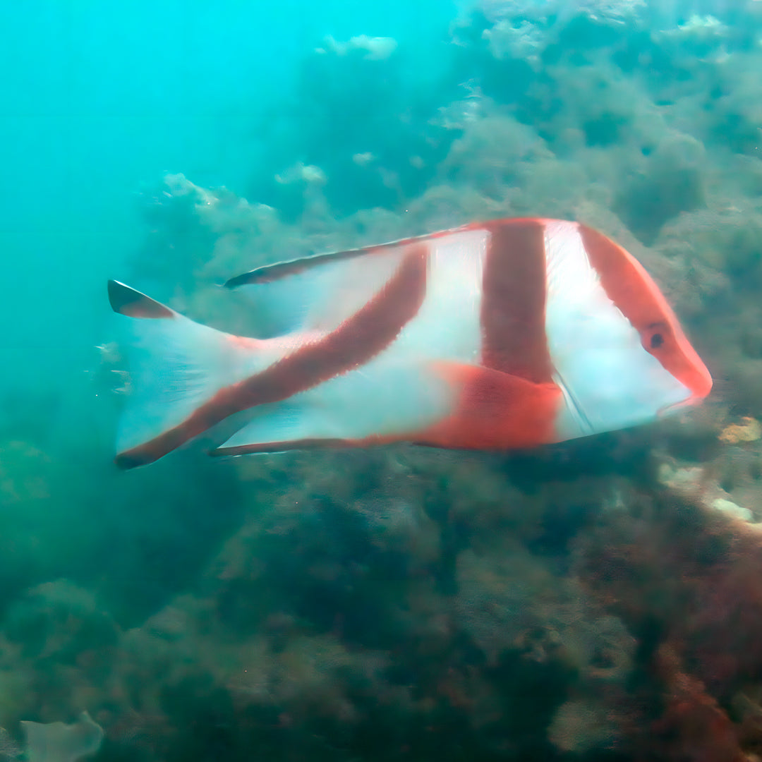 Queensland SDI Scubility Discovery Dive