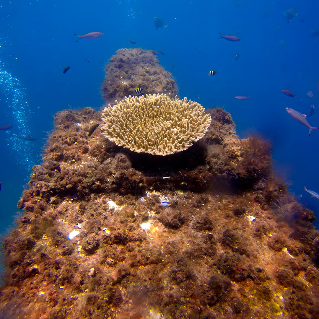Queensland SDI Solo Diver Course