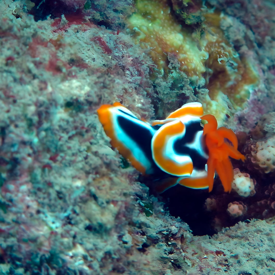 Queensland SDI Scubility Discovery Dive
