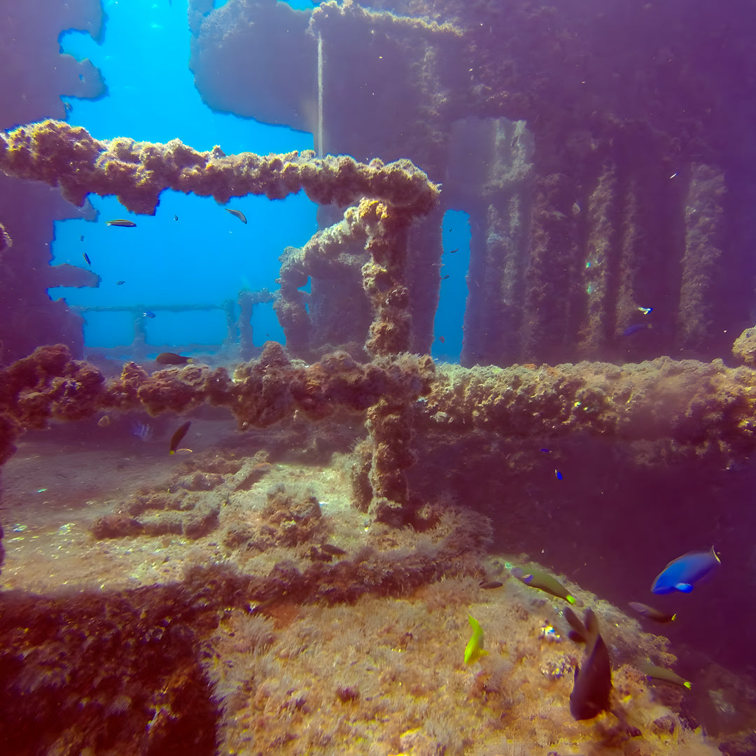 Queensland SDI Scubility Discovery Dive