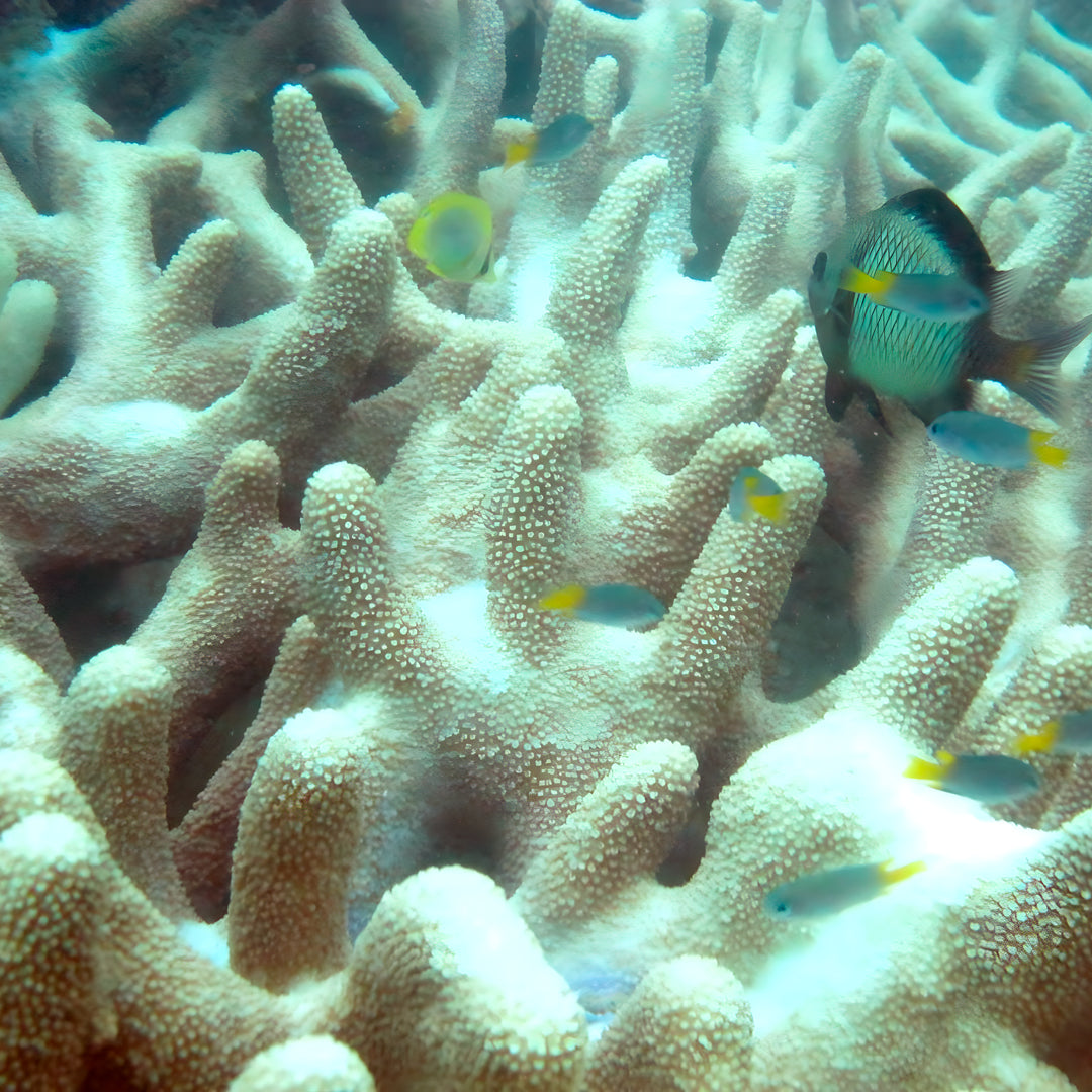 Scubility Surface Buddy Course in Queensland