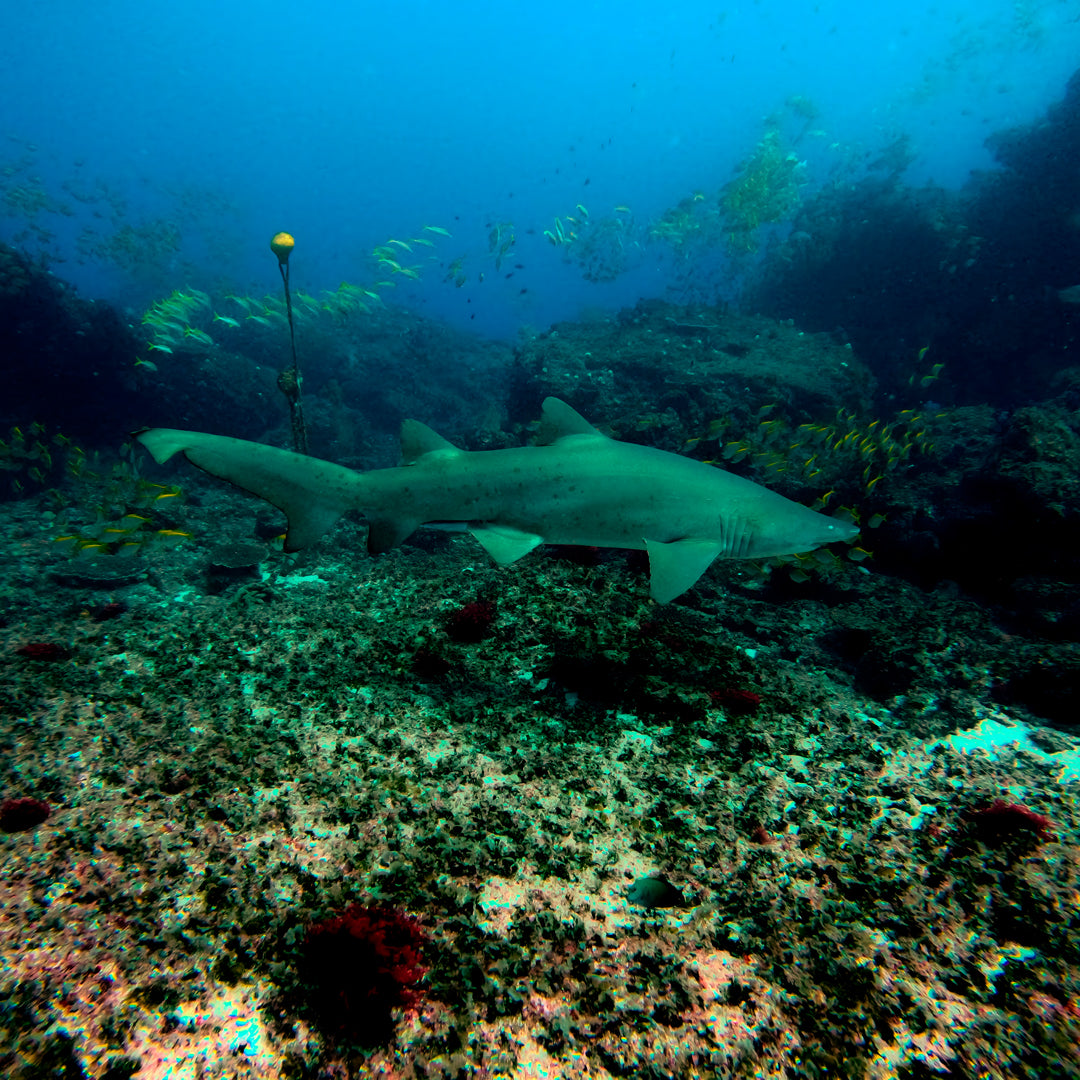Deep Diver Specialty Diving Course in Queensland