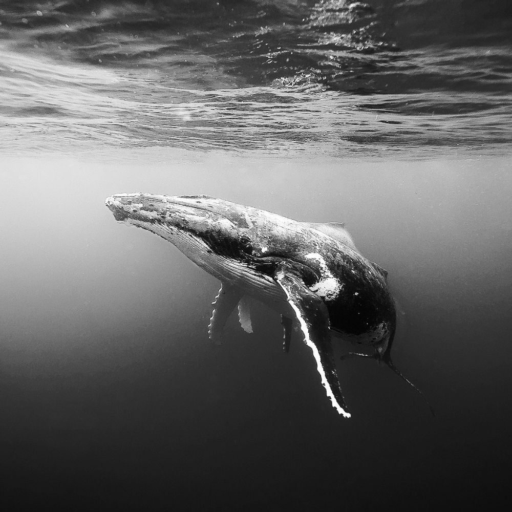 Humpback Whale Migration Dive Trip
