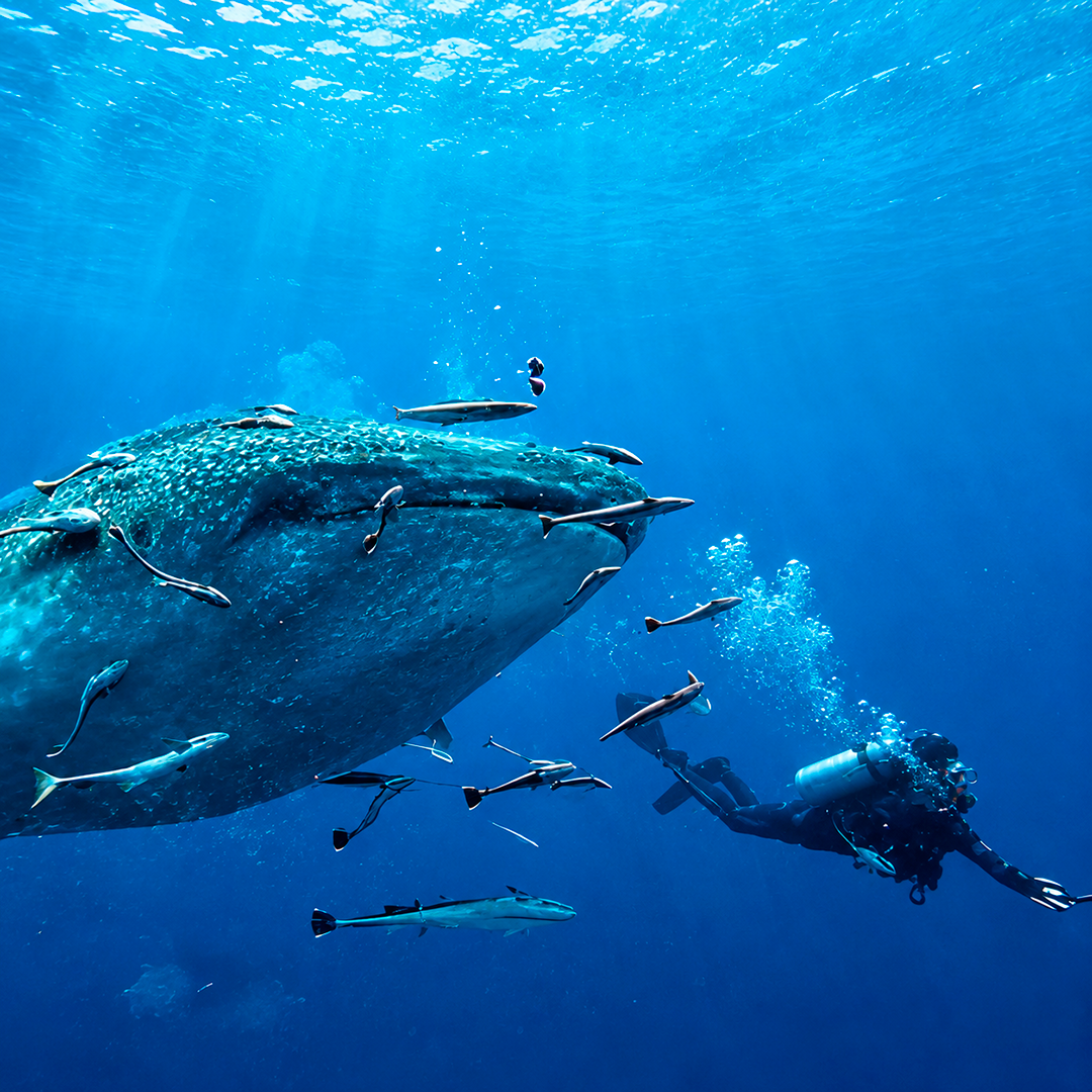 The Best of Thailand Scuba Diving Liveaboard