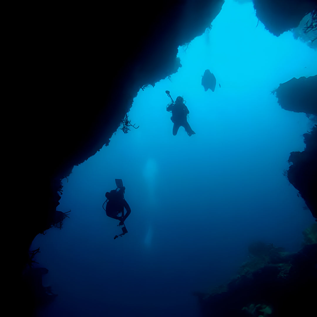 Grey Nurse Sharks Double Dive Charter Fun Dive