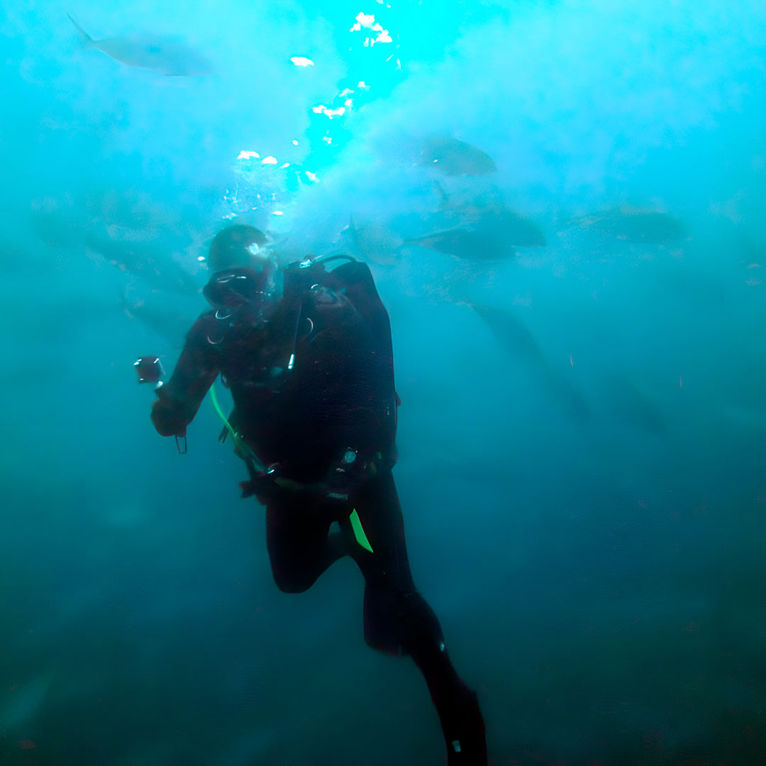 Grey Nurse Sharks Double Dive Charter Fun Dive