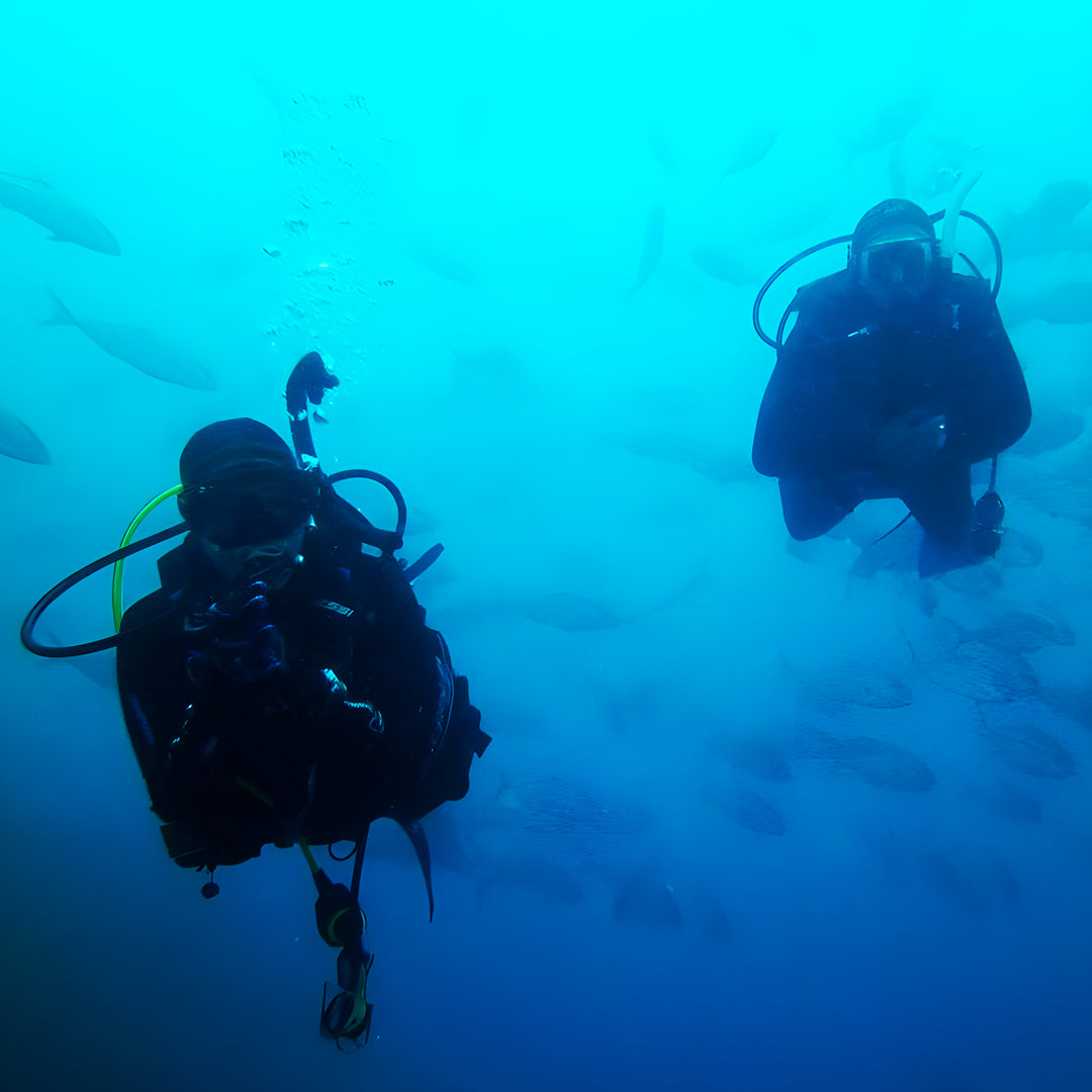 Grey Nurse Sharks Double Dive Charter Fun Dive