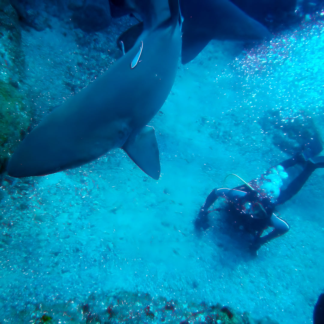 Scuba Diving Refresher Course in Rainbow Beach