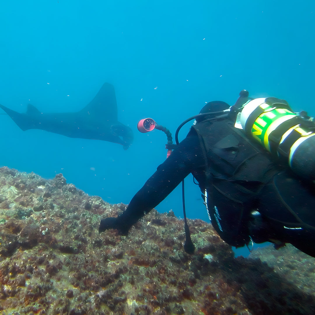 Grey Nurse Sharks Double Dive Charter Fun Dive