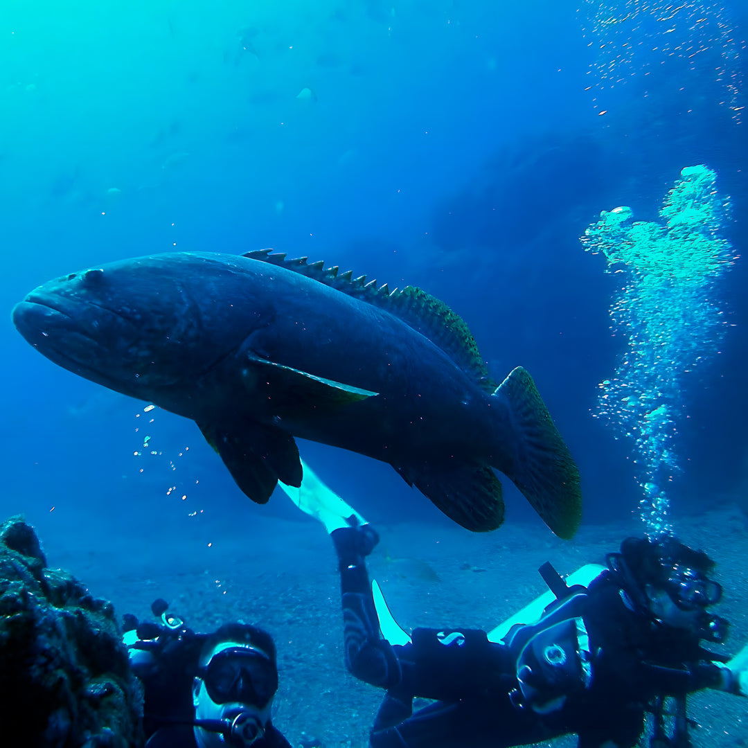 PADI Drift Specialty Course in Rainbow Beach