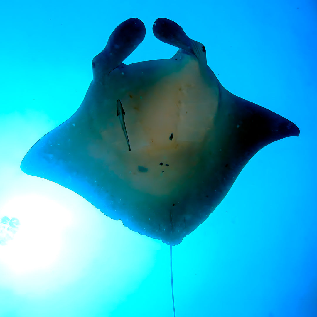 Scuba Diving Refresher Course in Rainbow Beach