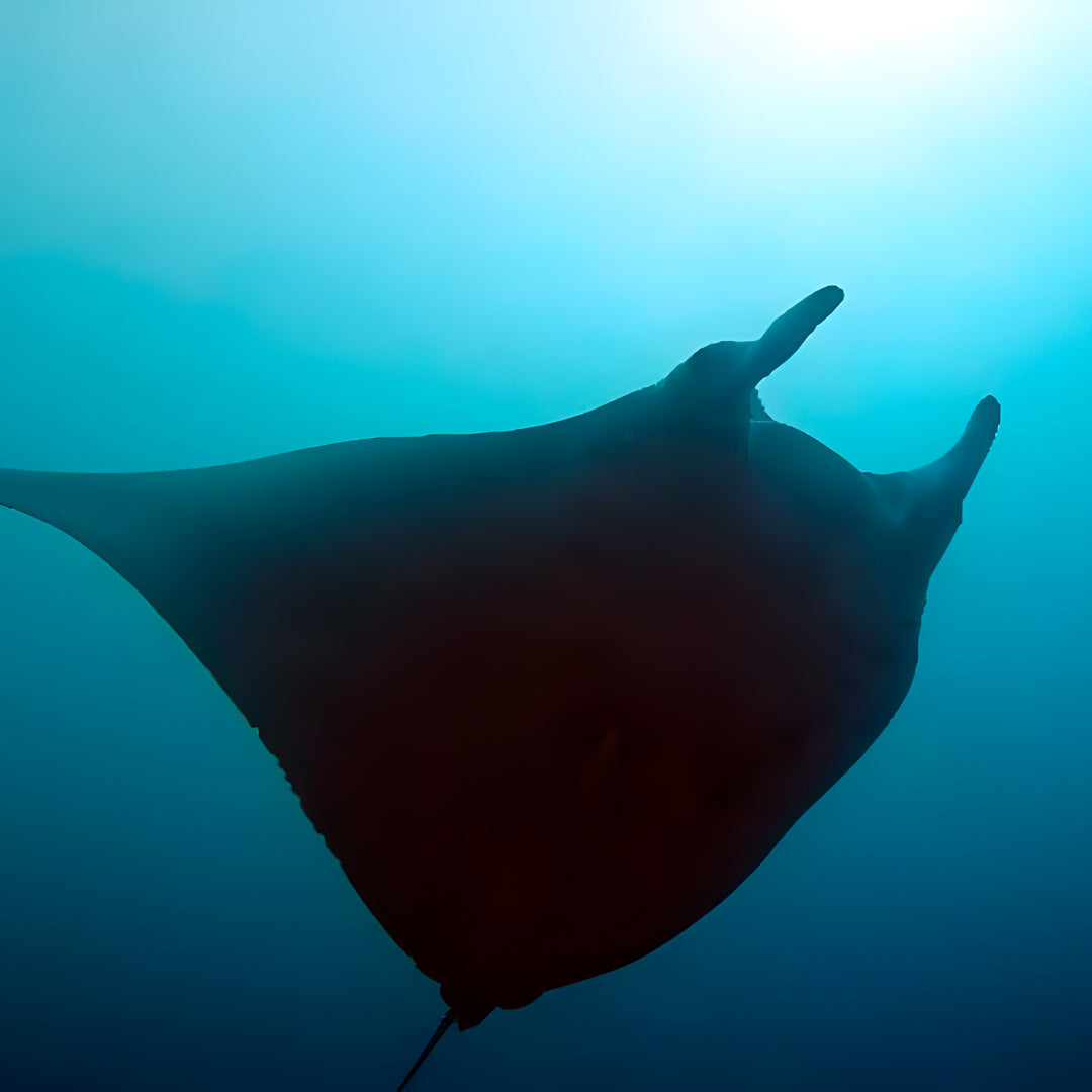 PADI Open Water Course in Rainbow Beach