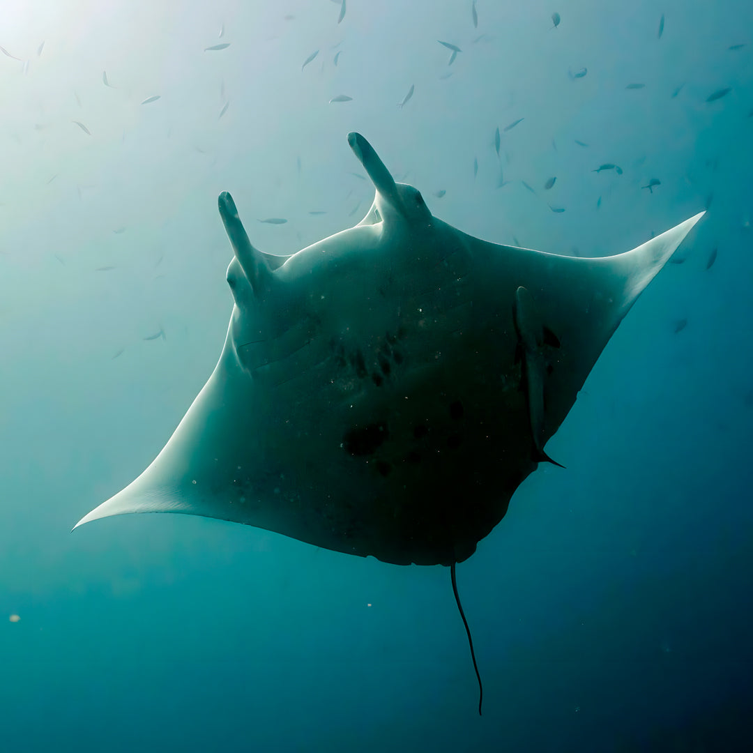 PADI Open Water Course in Rainbow Beach