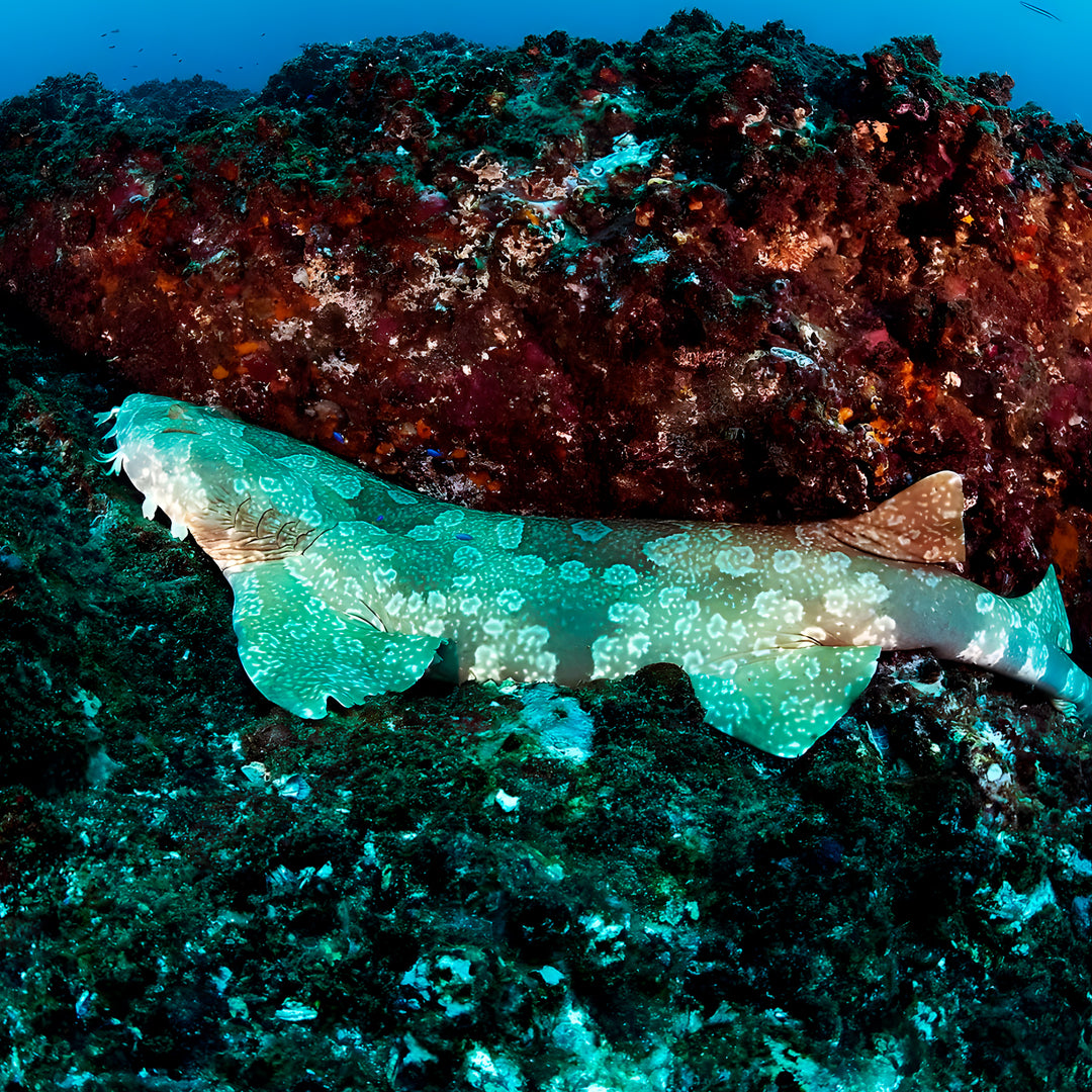 PADI Drift Specialty Course in Rainbow Beach