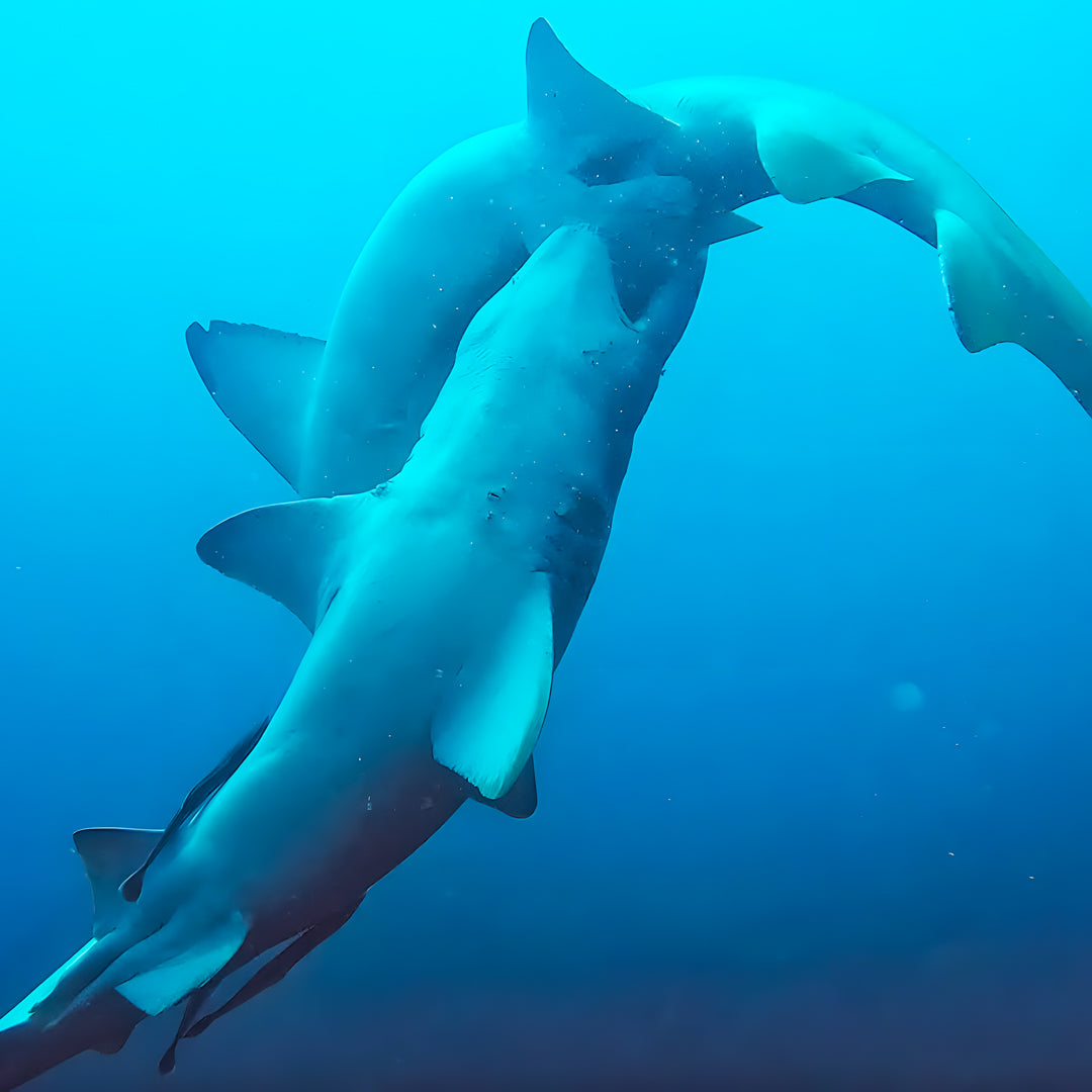 PADI Drift Specialty Course in Rainbow Beach