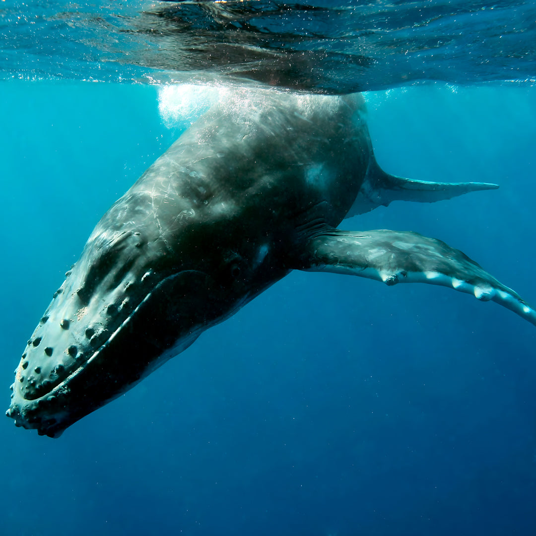 Discover Scuba Diving in Rainbow Beach