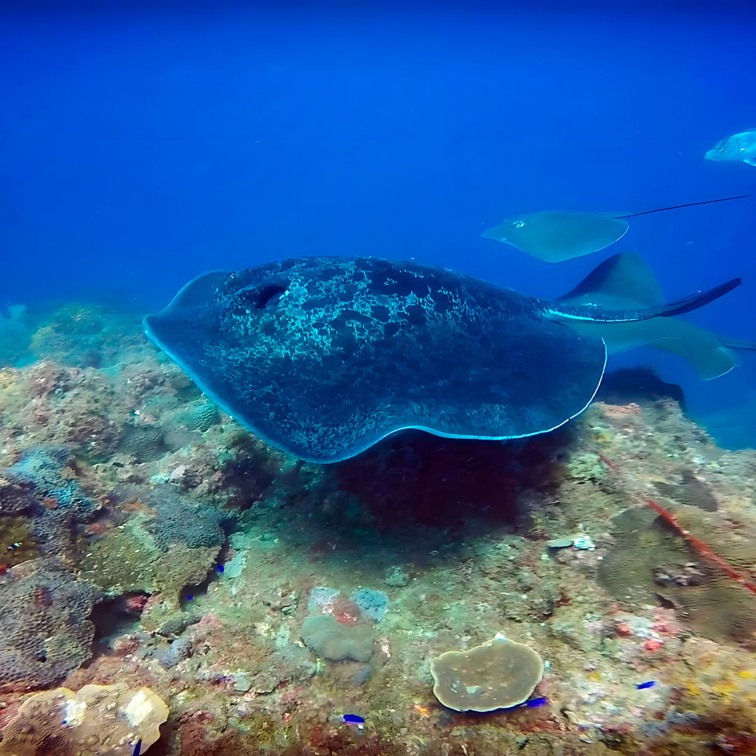 Discover Scuba Diving in Rainbow Beach