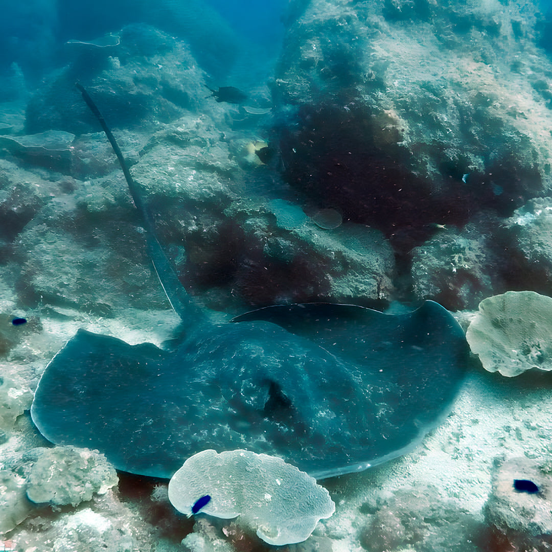 Advanced Open Water Diving Course in Rainbow Beach