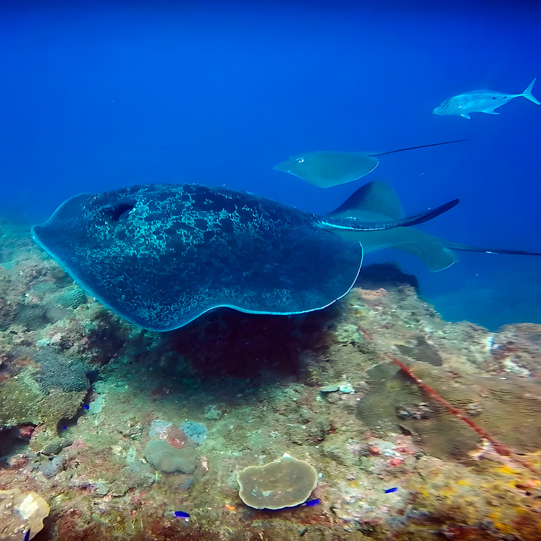 Advanced Open Water Diving Course in Rainbow Beach