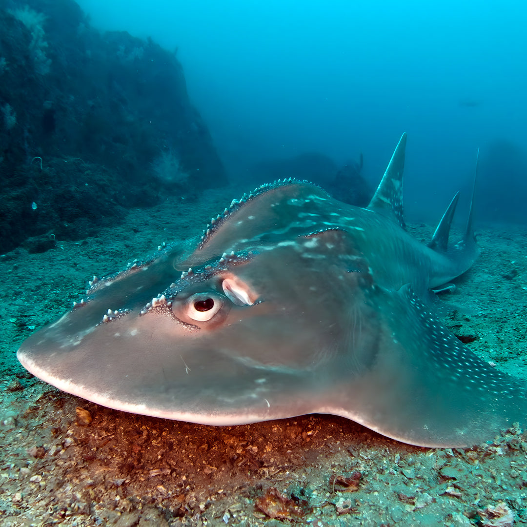 Advanced Open Water Diving Course in Rainbow Beach