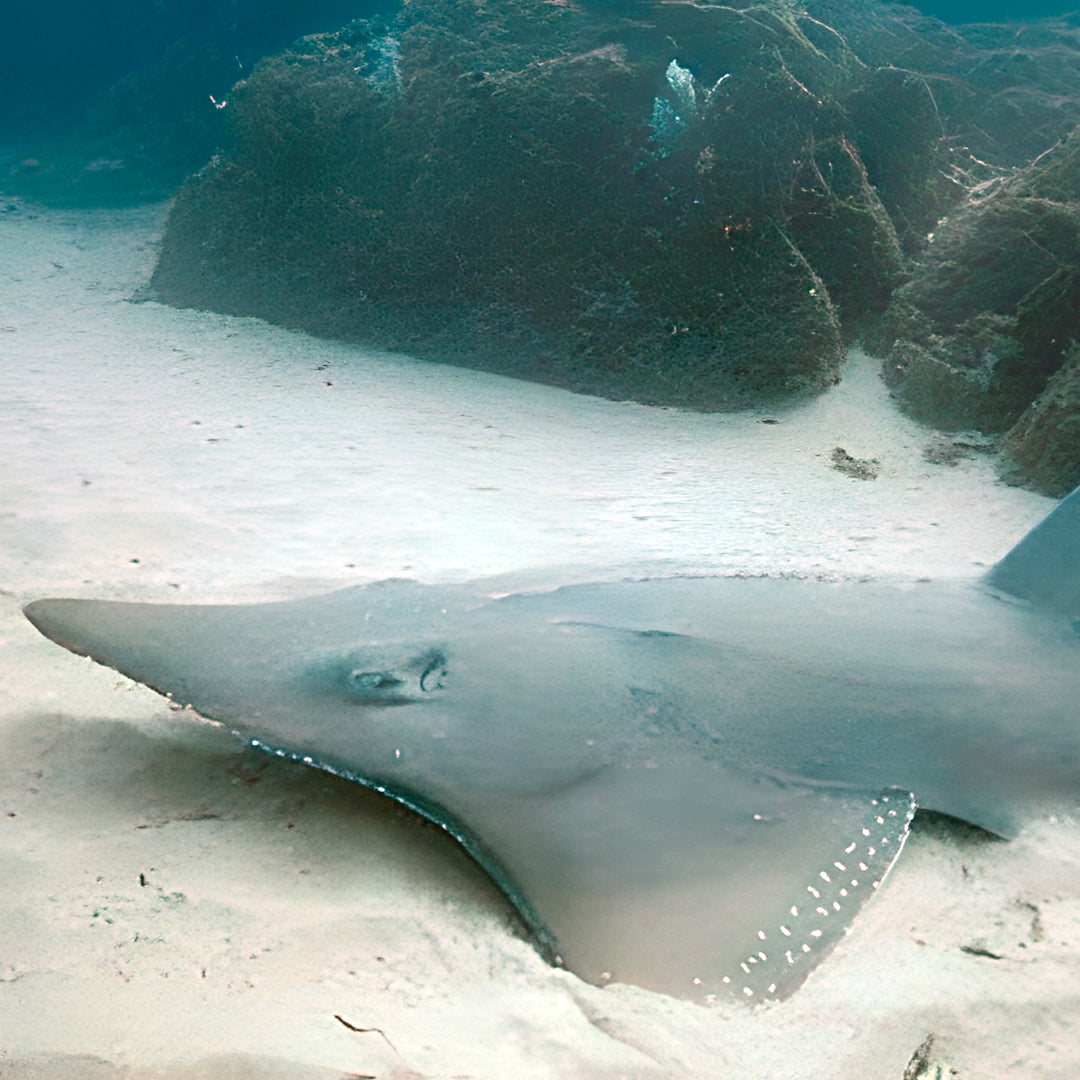 Advanced Open Water Diving Course in Rainbow Beach