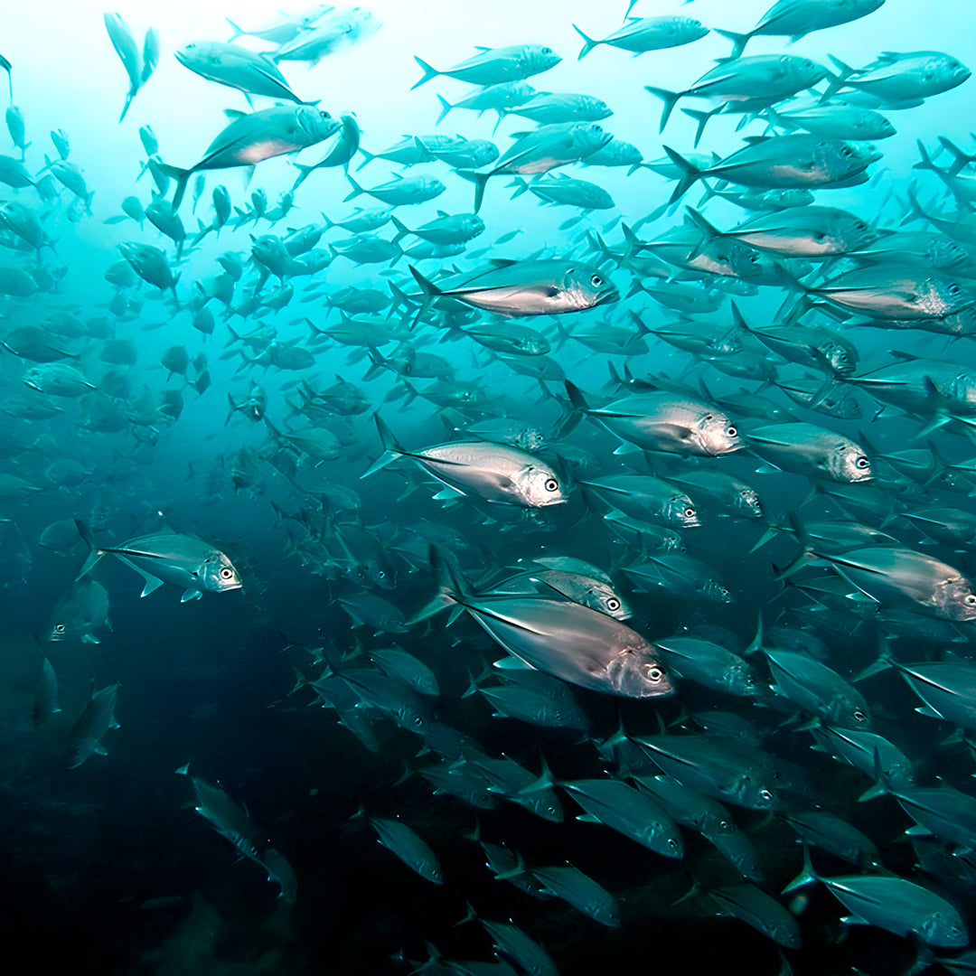 Grey Nurse Sharks Double Dive Charter Fun Dive